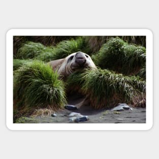 Southern Elephant Seal in the Tussock Grass, Macquarie Island Sticker